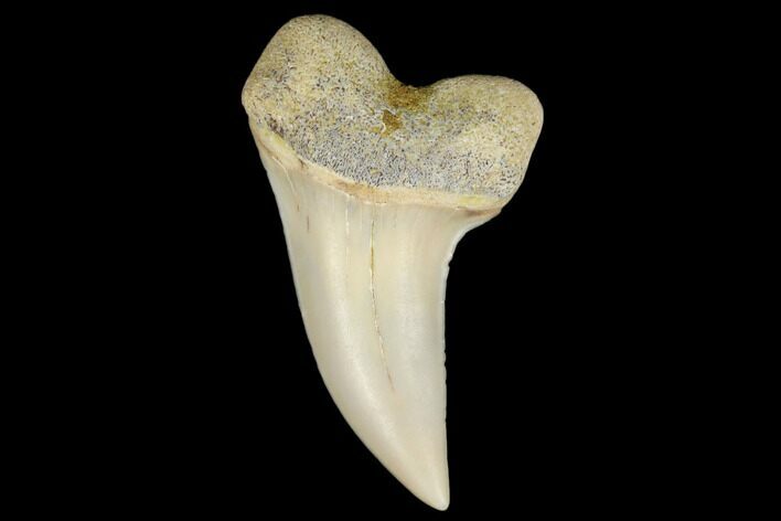 Fossil Shark Tooth (Carcharodon planus) - Bakersfield, CA #178314